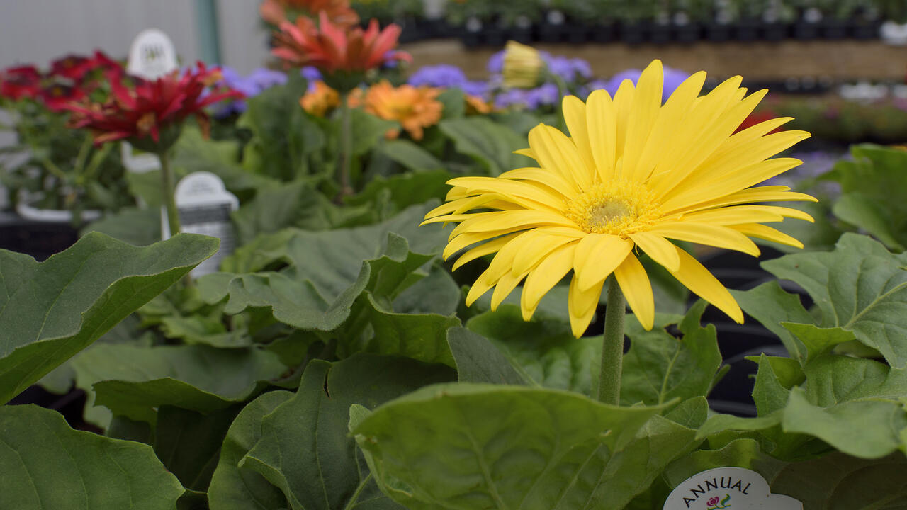 A yellow flower blooms on a small plant.