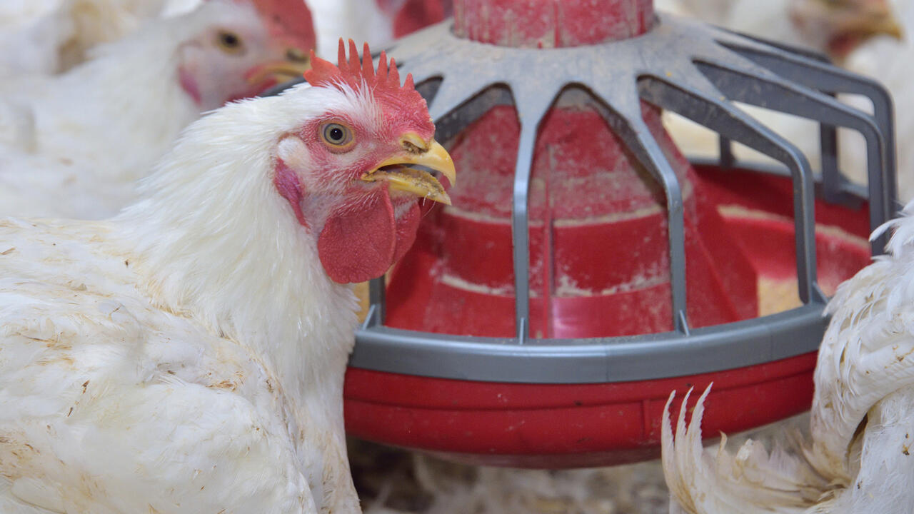 White chickens gather at a feeder.