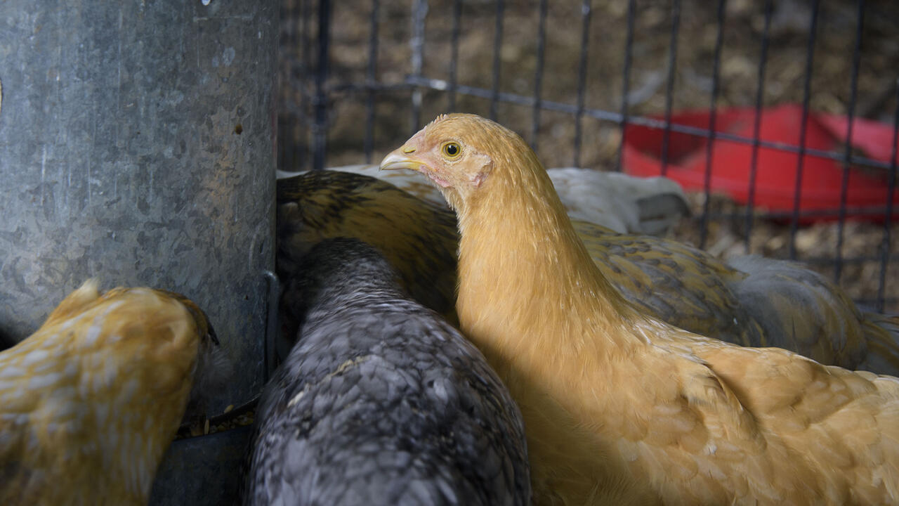 Chickens feed inside a fenced enclosure.