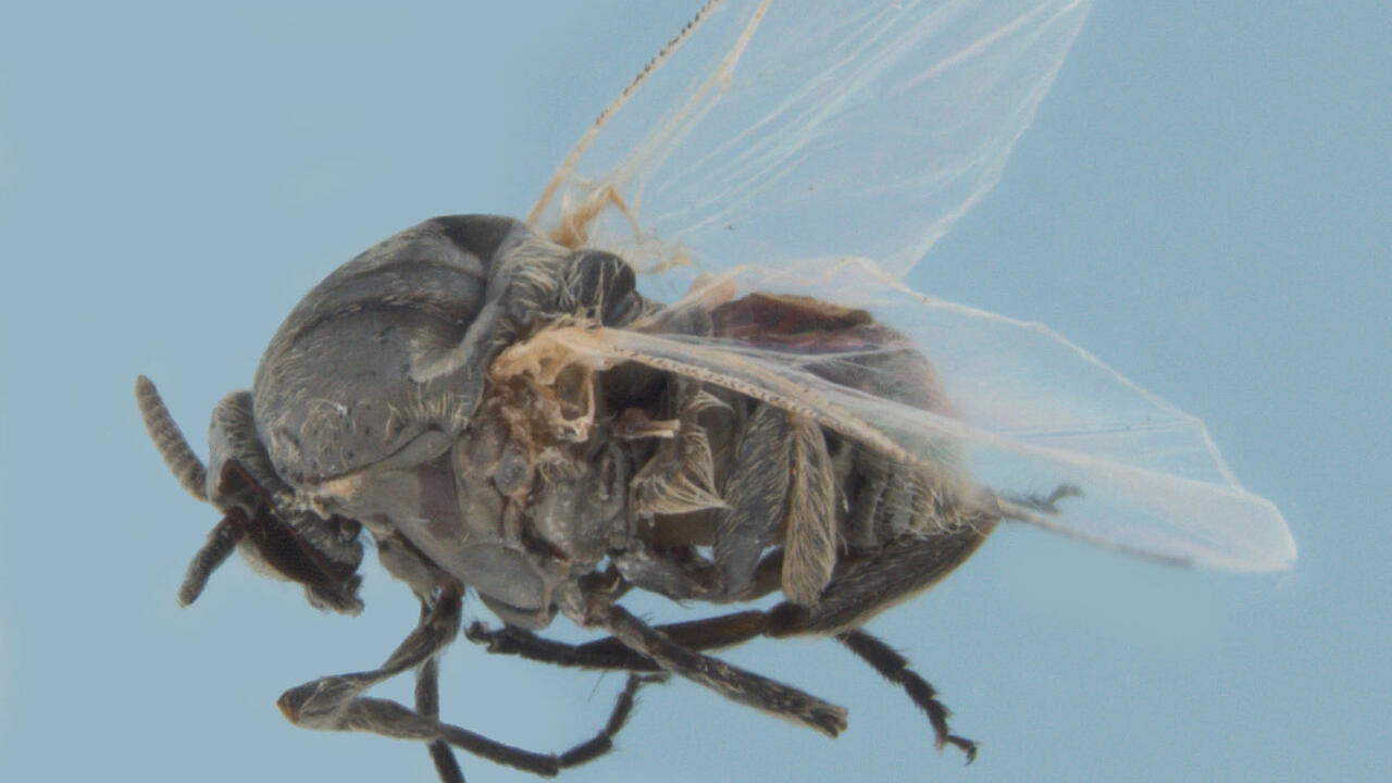Adult black fly
