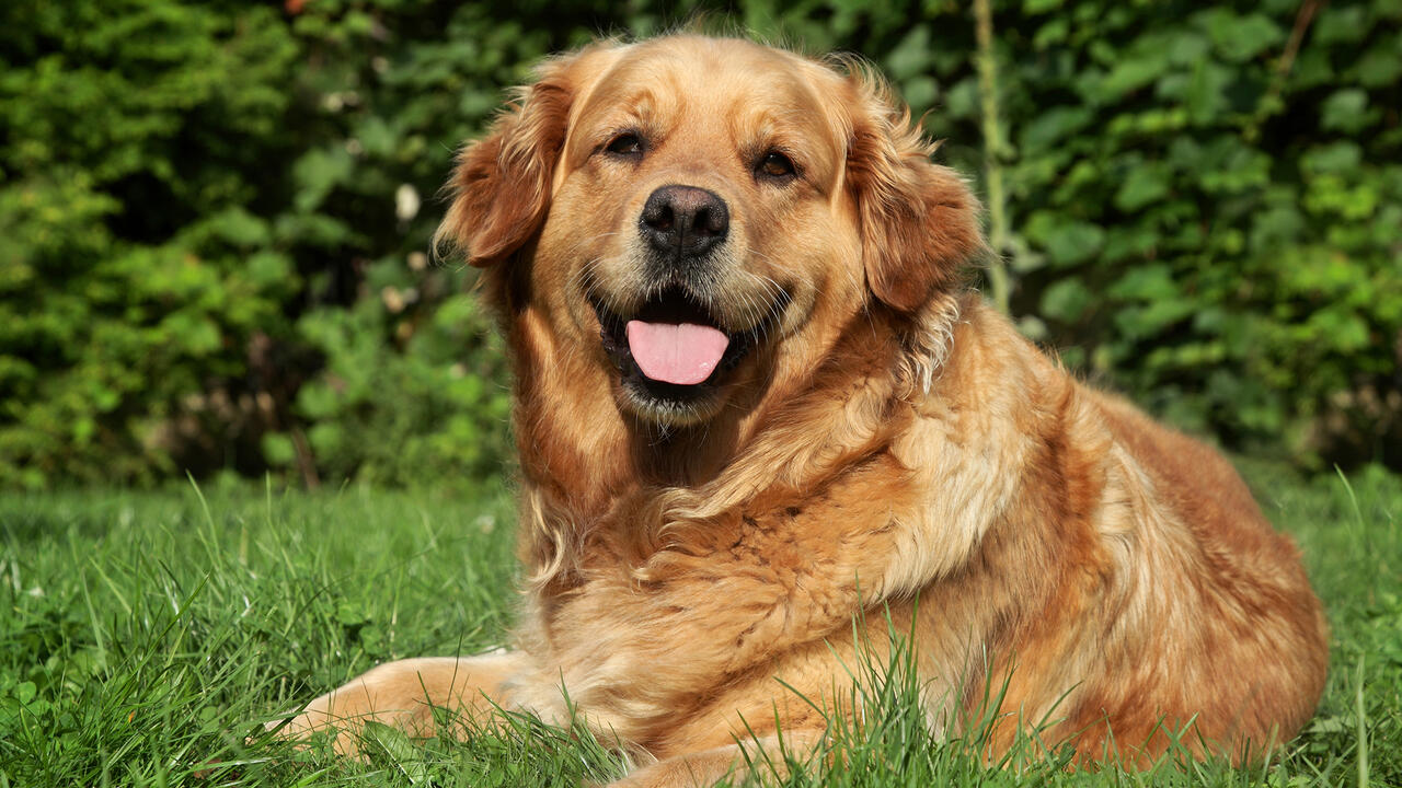 A golden retriever lies on the grass.