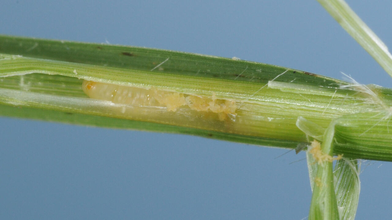 A white larva can be seen inside a peeled back grass stem.