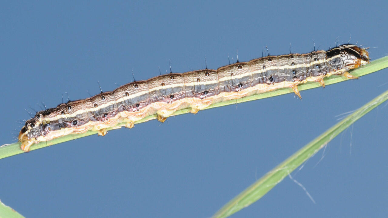 A brown caterpillar rests on a blade of grass.