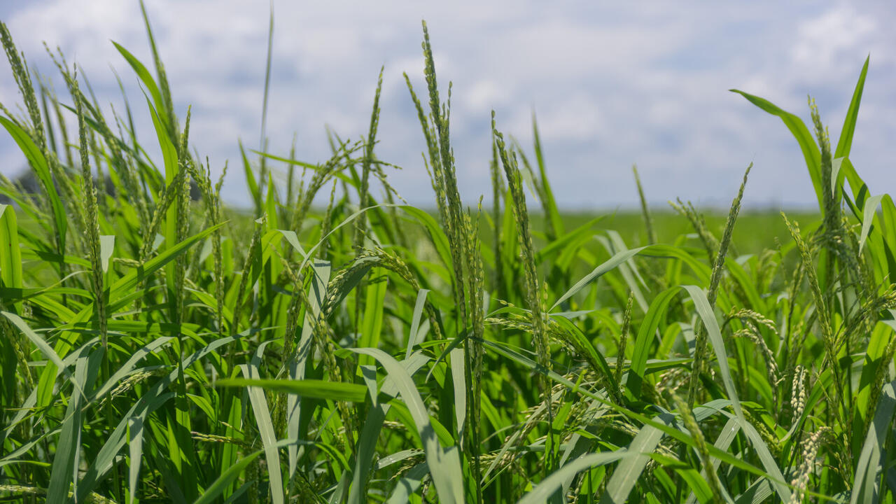 Rice field