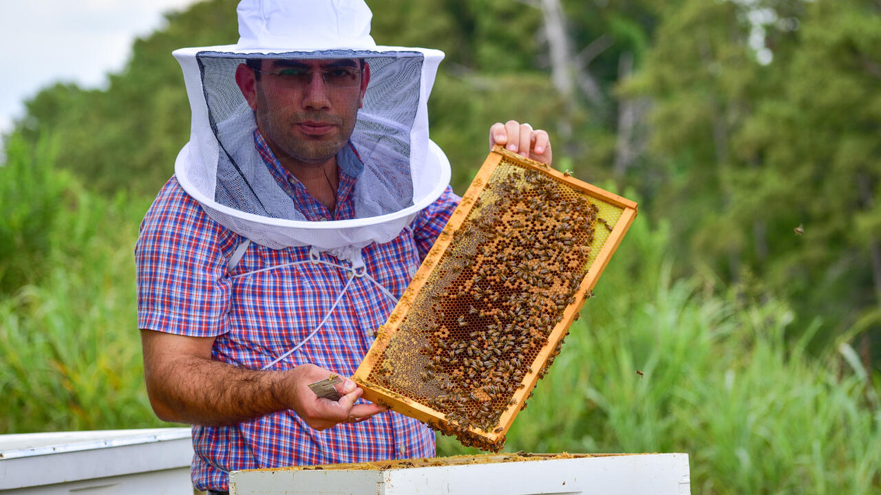 A man displays a frame from a honeybee hive box.