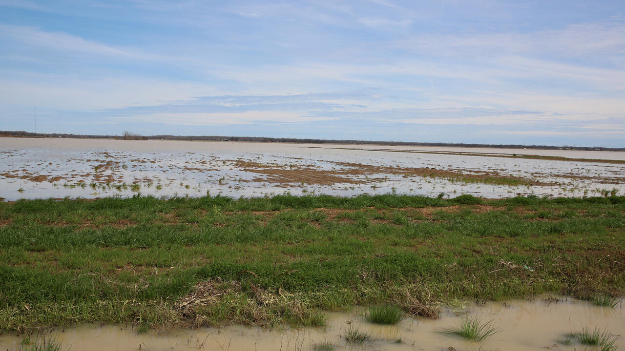 Flooded row crop field