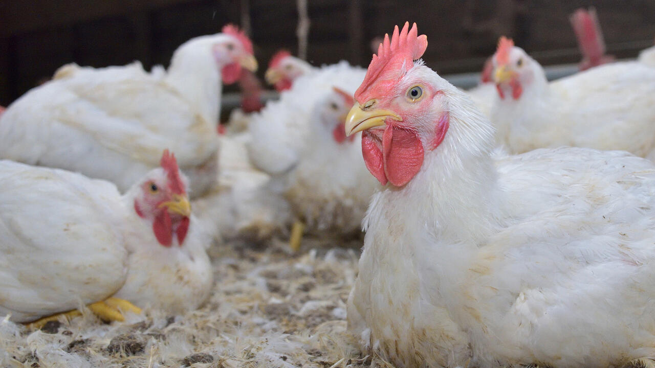 White chickens
