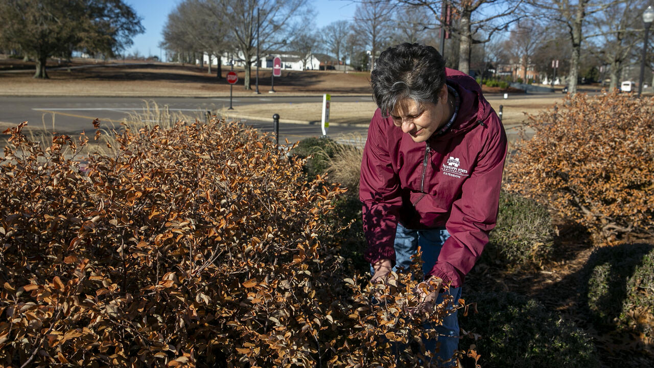 A woman examines some brown bushes in the landscape.