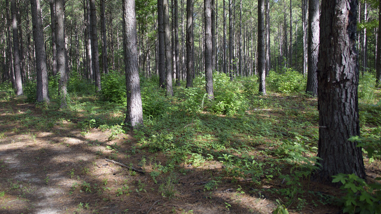 A stand of timber.