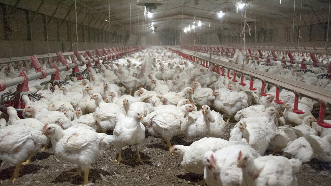 Chickens feed inside of a pullet barn.
