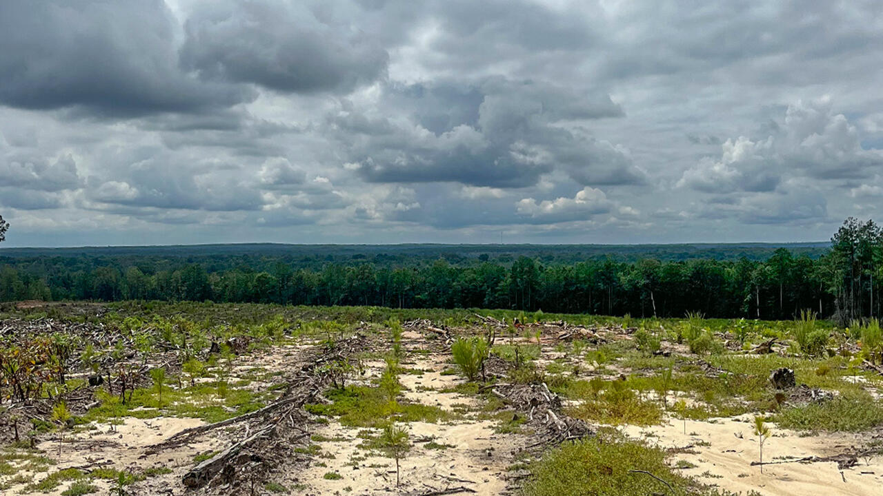 Sandy field where pine tree stand has been recently harvested