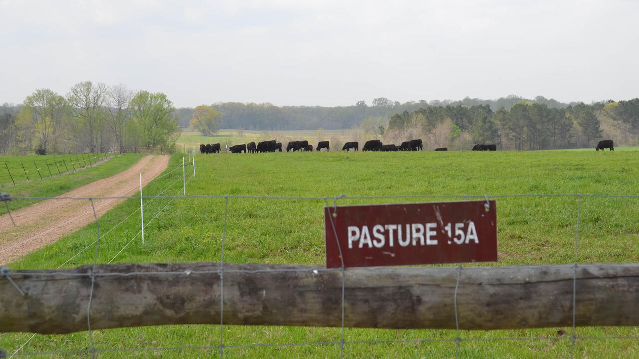 Distant cows graze in a fenced pasture.
