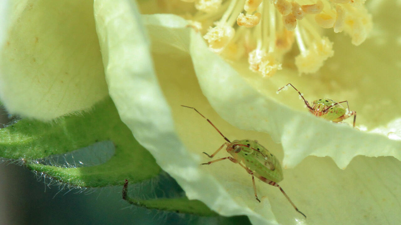Two green insects rest inside a plant bloom.