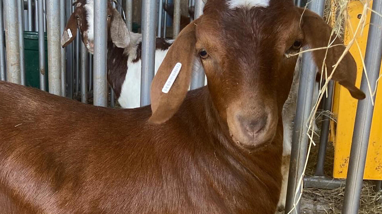 A goat.
