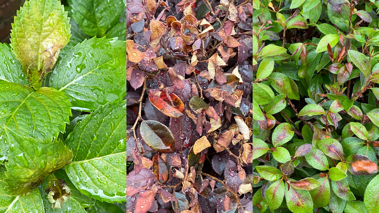 A collage of photos of hydrangeas, loropetalums and azaleas