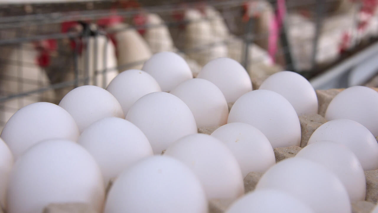 White eggs are pictured in a carton with chickens in the background.