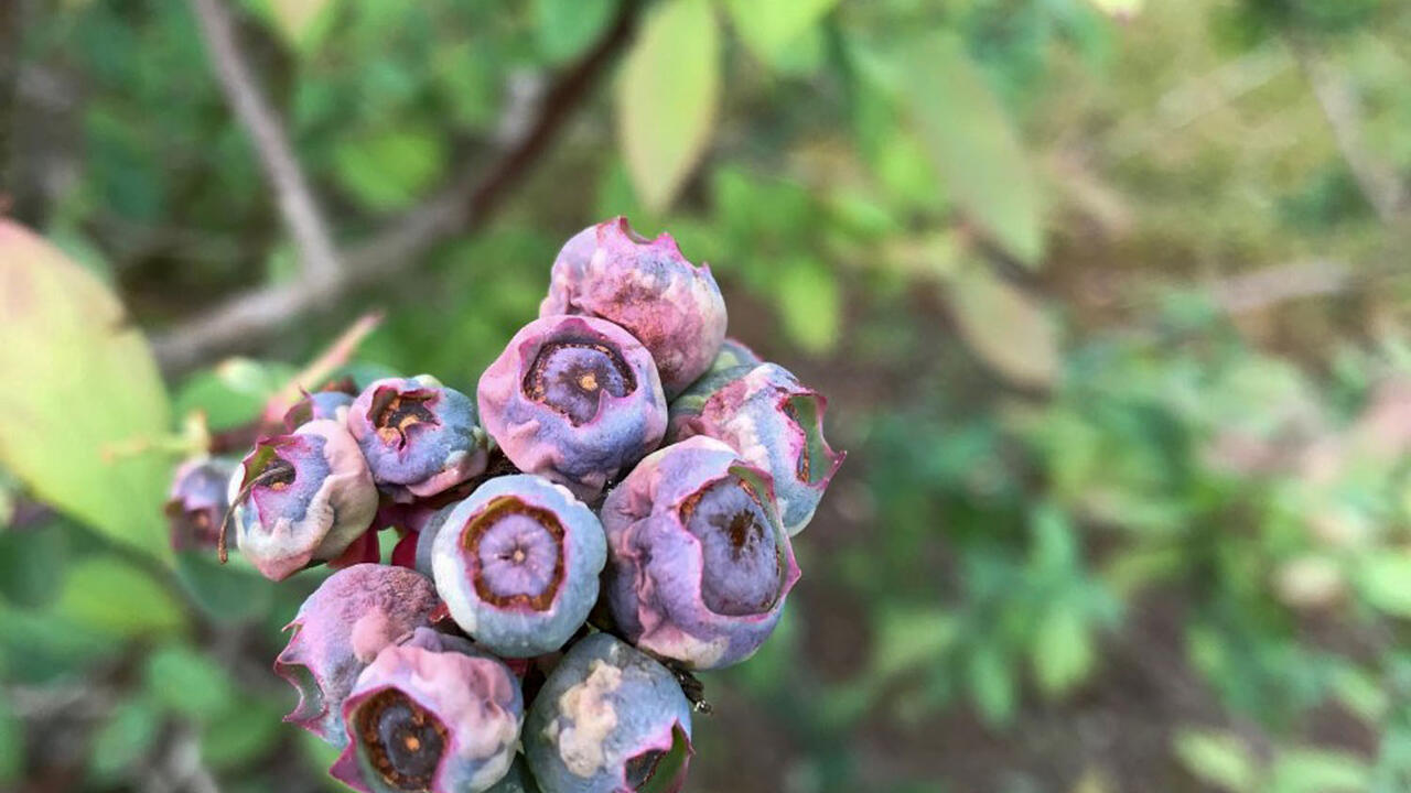Alt Text: Close-up of freeze-damaged blueberries