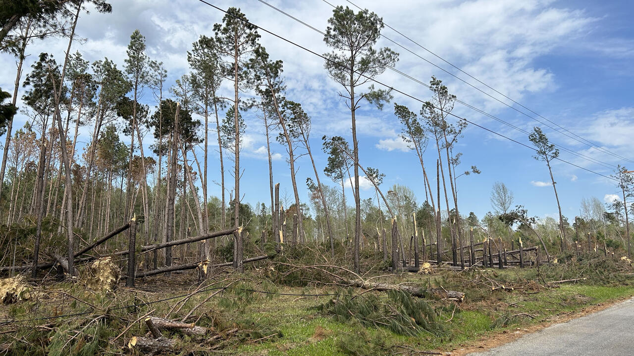 Tornado damaged pine trees.