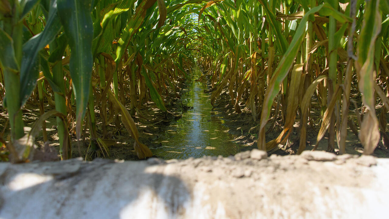 Water stands between corn rows.