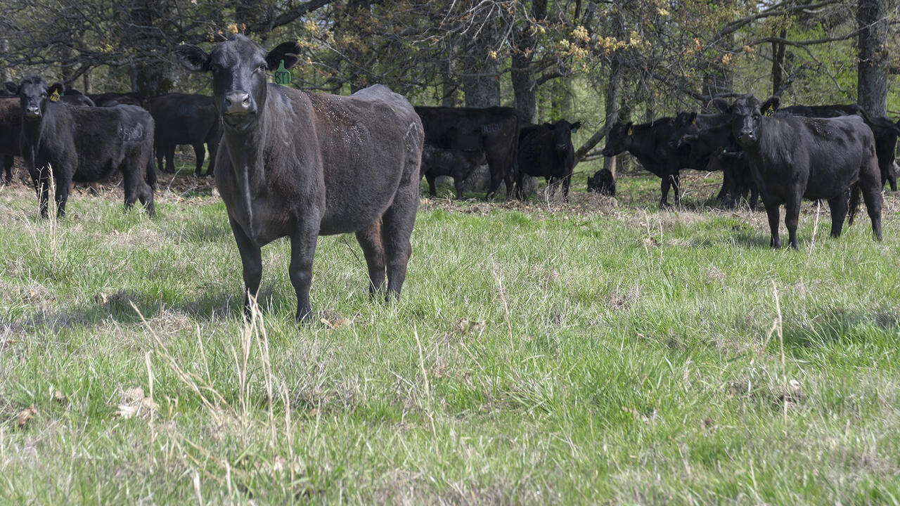 Black cows stand in a herd in a green pasture near trees.