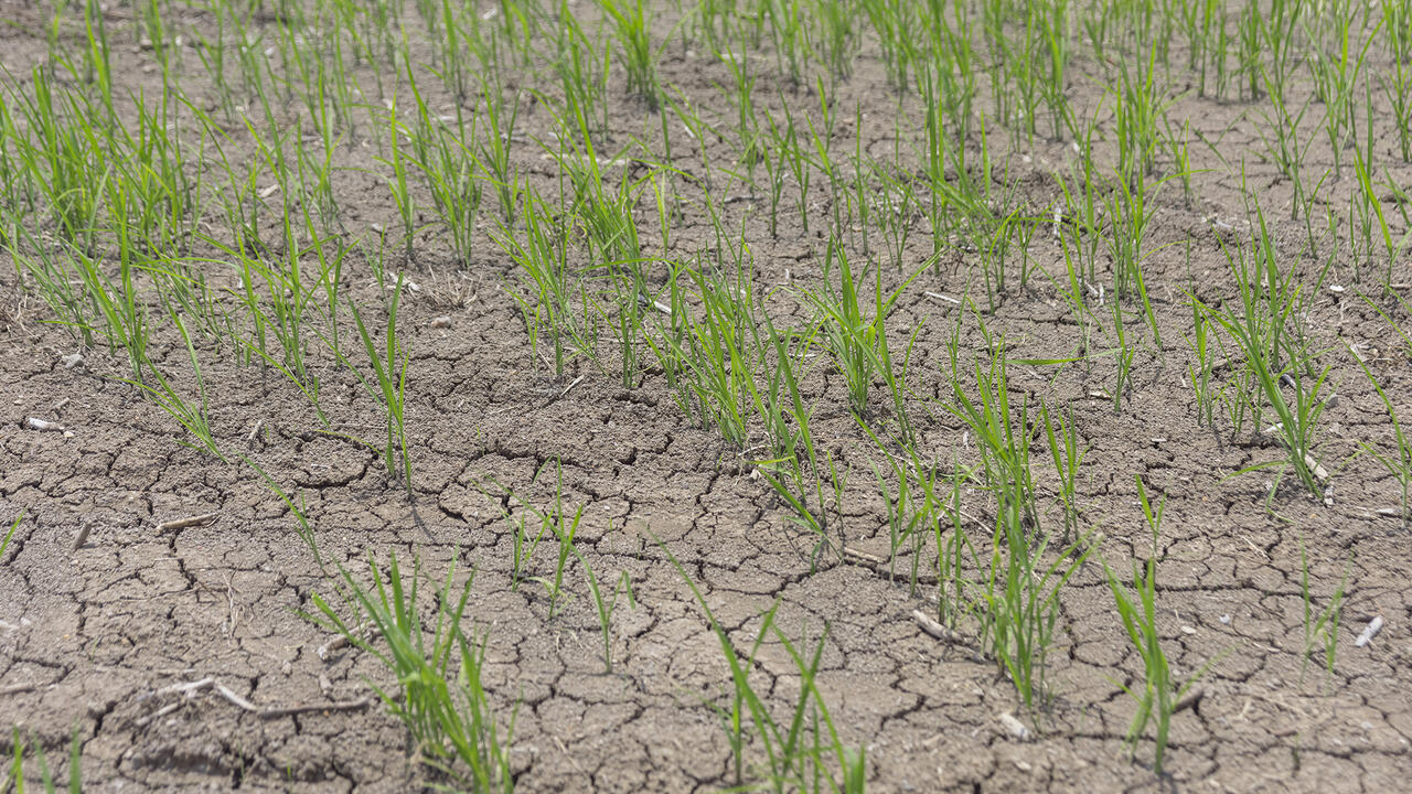 Young rice plants stand in a field.