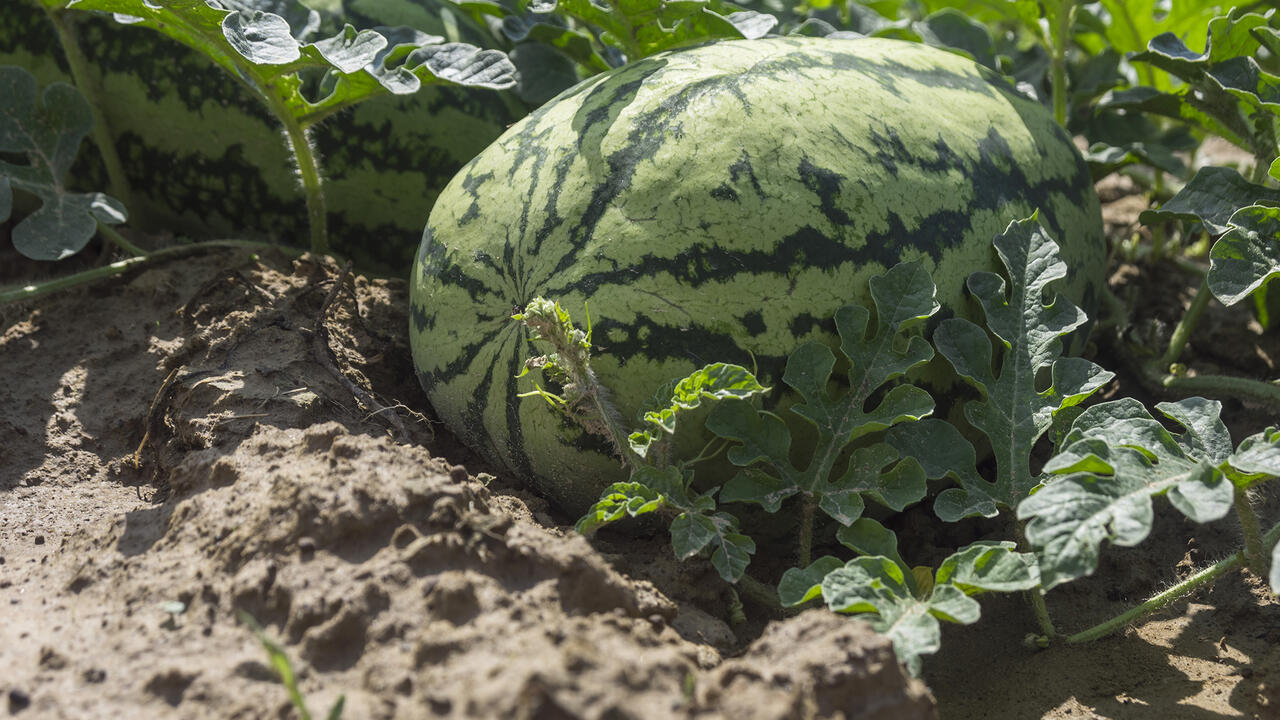 A watermelon sits in a field.