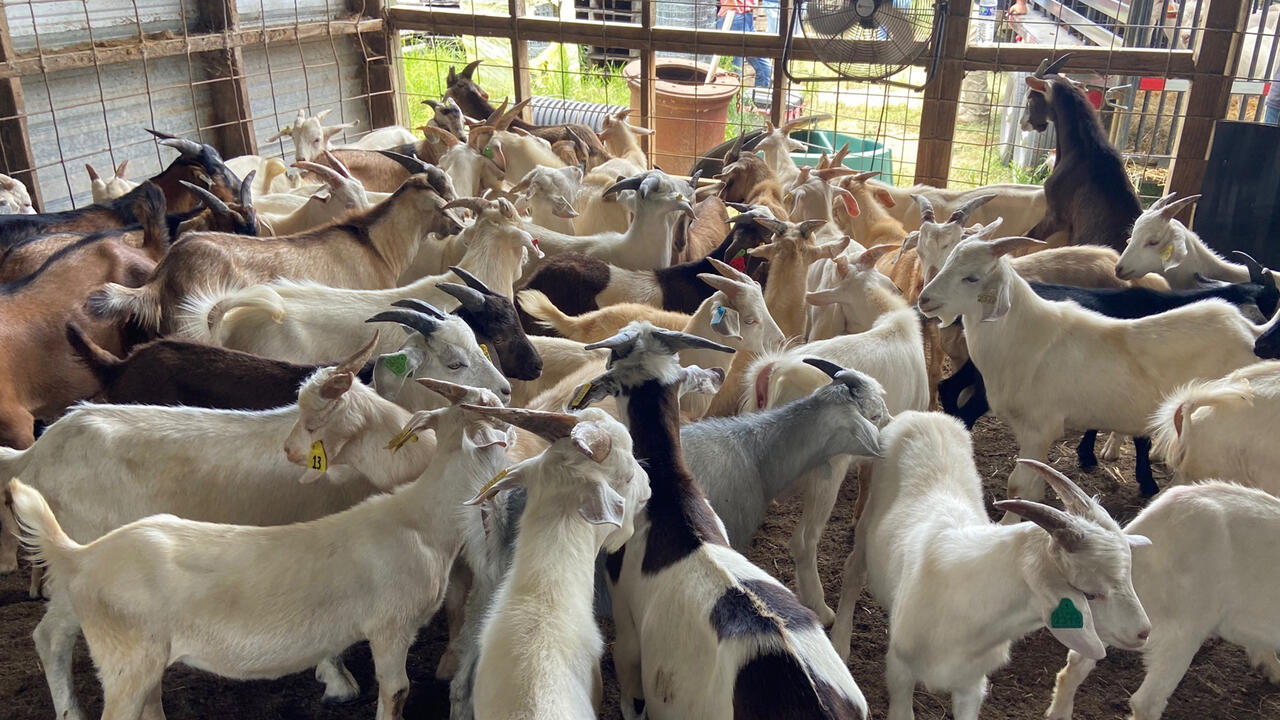 A group of goats stands in a temporary holding area in a barn.