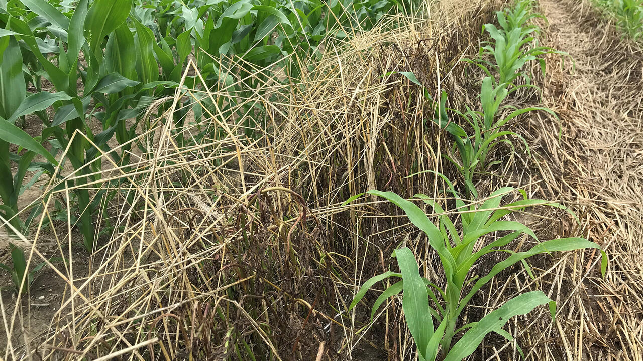 Green plants grow in rows surrounded by brown grass stems.