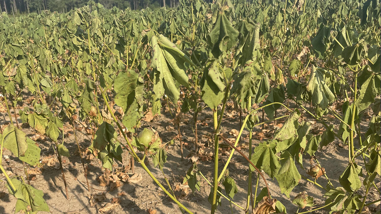 Wilting, sunbaked cotton plants in a dry field.