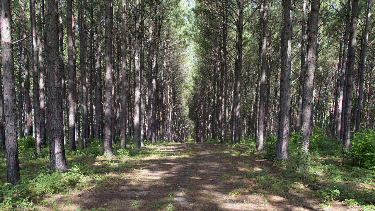 A wide path goes straight through pine timberland.