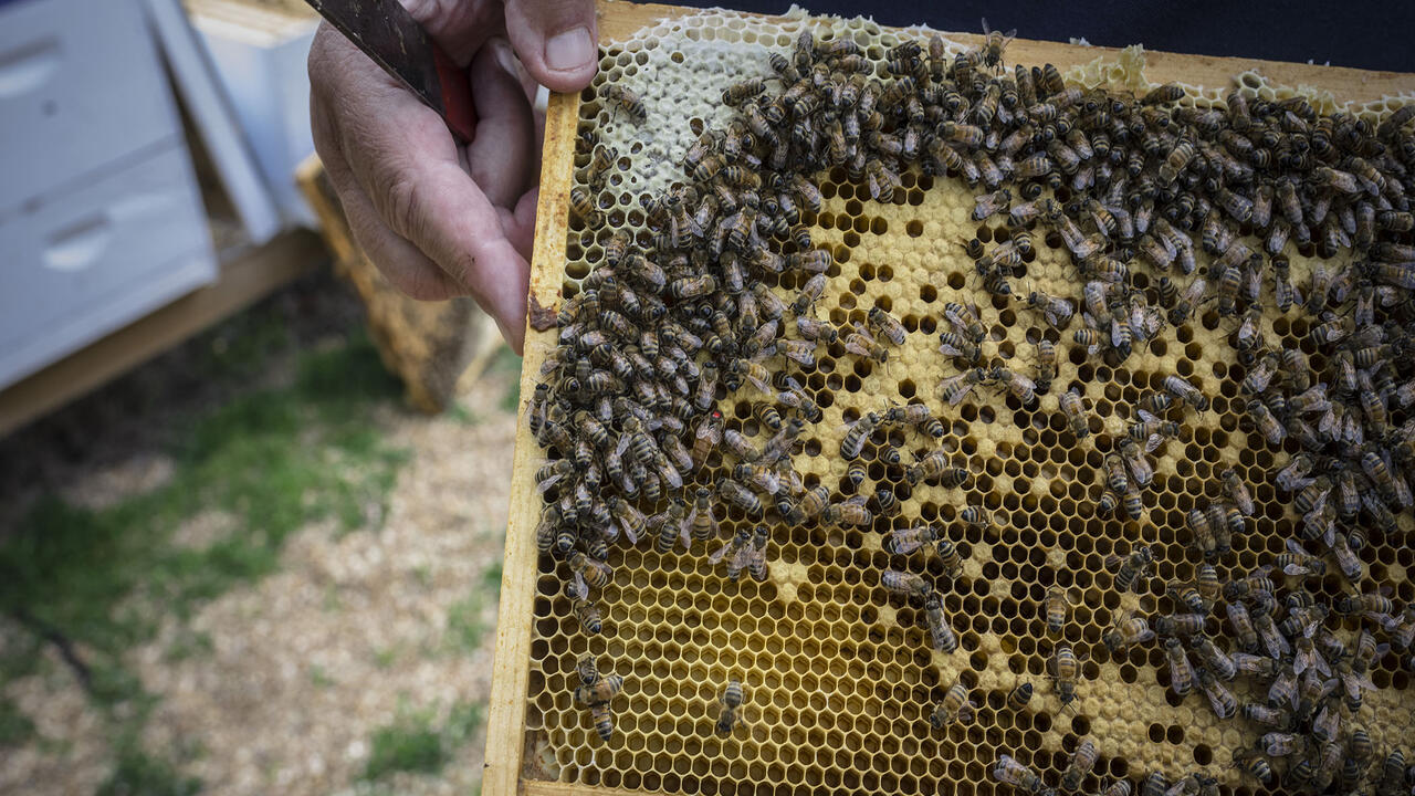 A hand holds a bee hive frame with bees on it