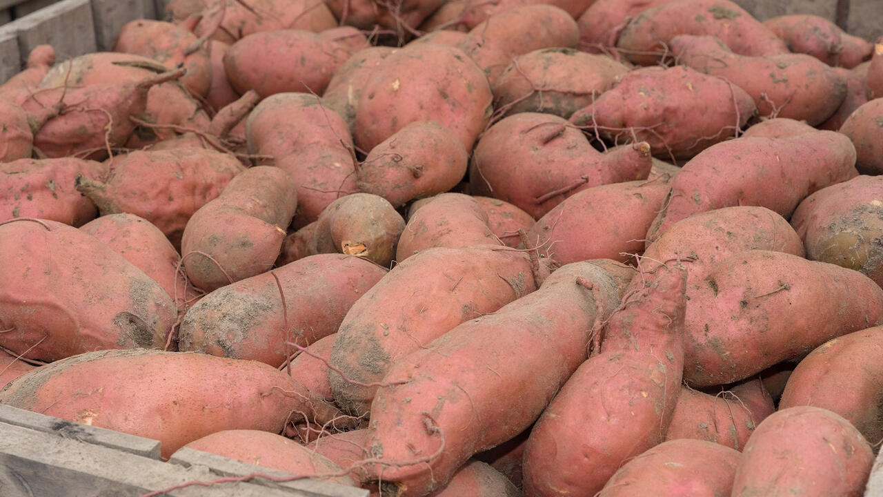 A large volume of sweet potatoes in a container.