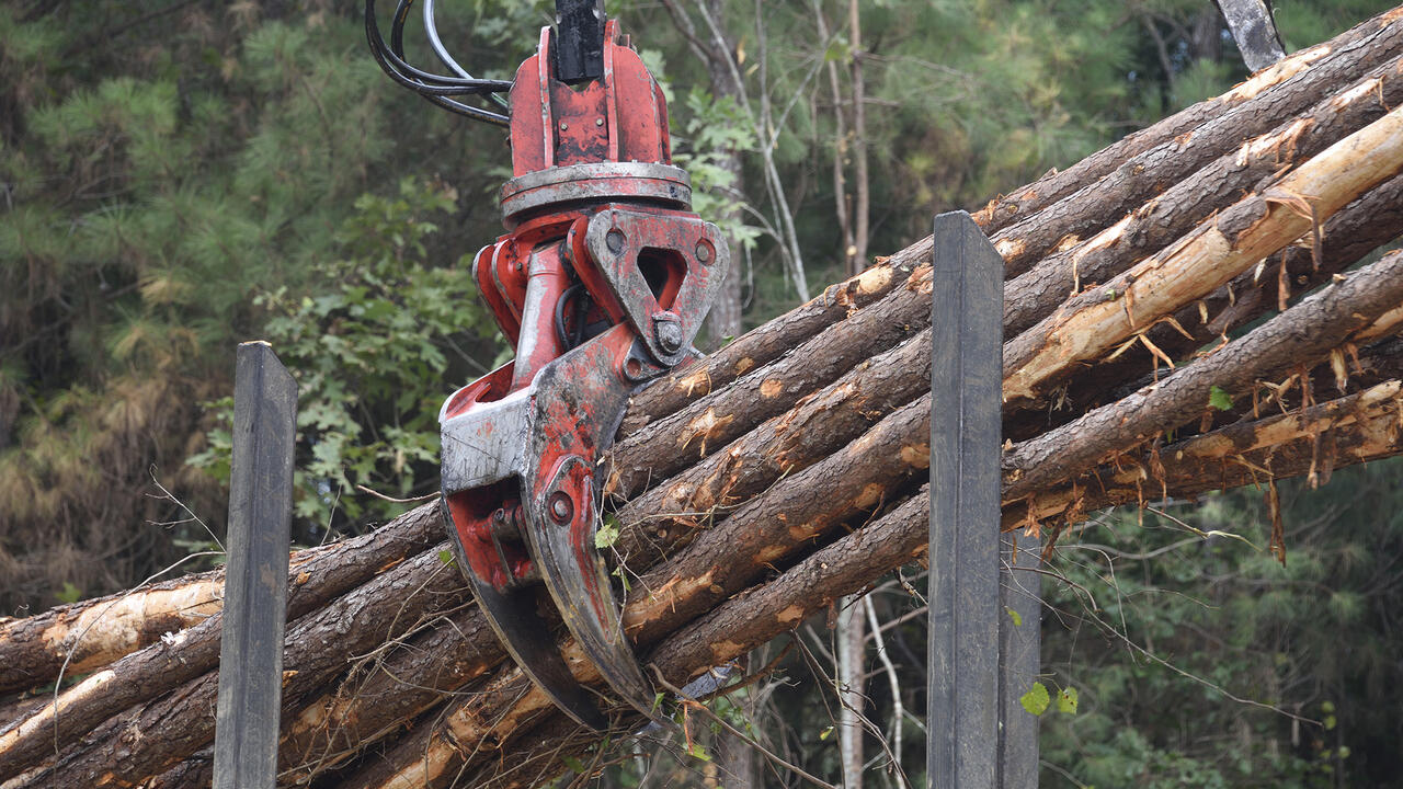 Felled trees are grasped by logging equipment in mid-air.