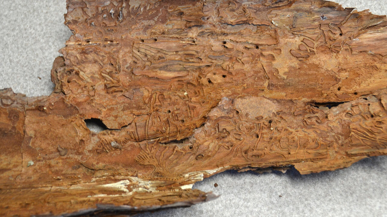 A piece of pine tree bark with Ips beetle grooves.