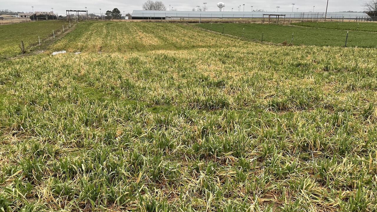 Pasture with dying grass.