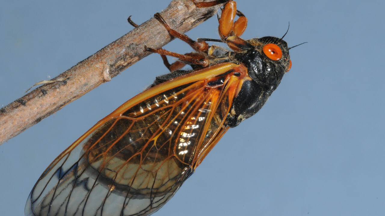 A black, winged insect has red eyes and markings.