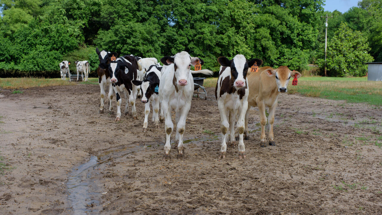 Dairy cows look directly at the photo lens.