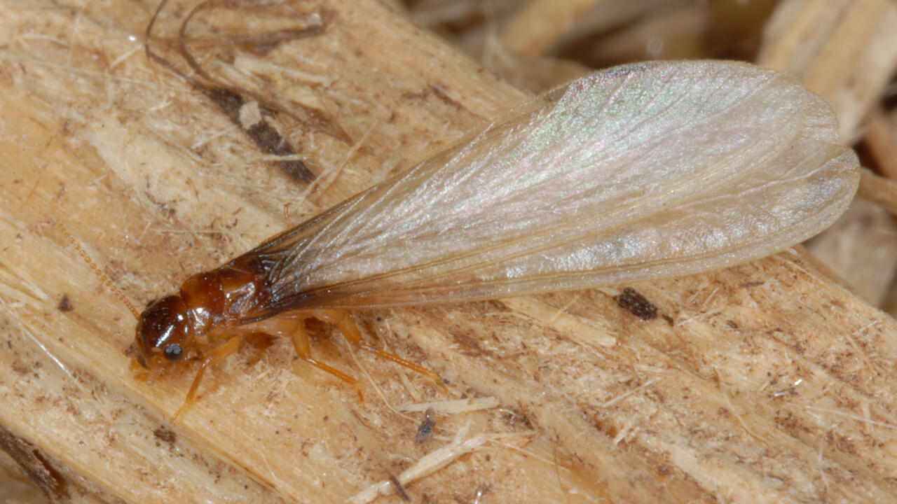 A small brown insect has long, white wings.