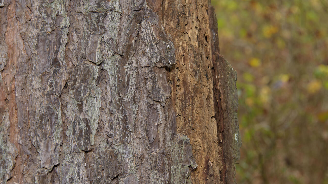 A close-up photo of a pine tree’s damaged bark