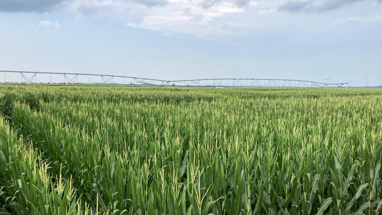 An irrigation structure rises over a corn field.