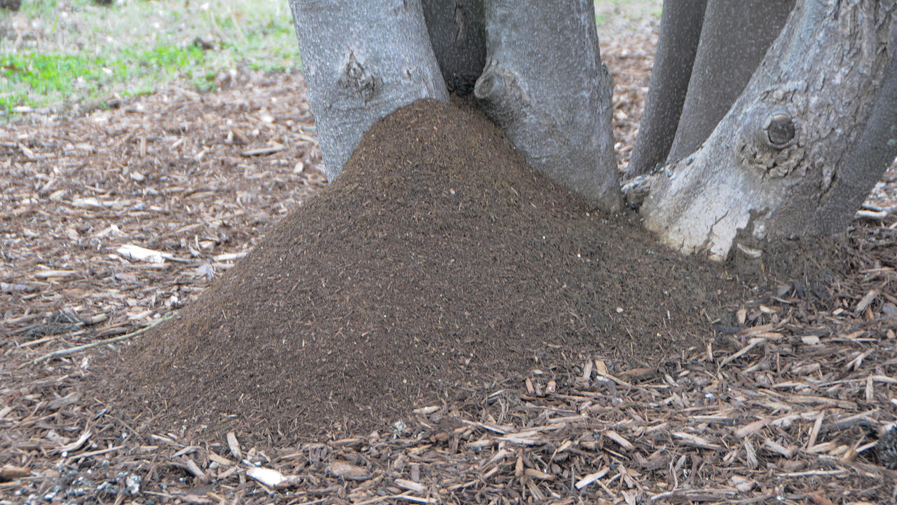 The base of trees is covered by a fire ant mound.