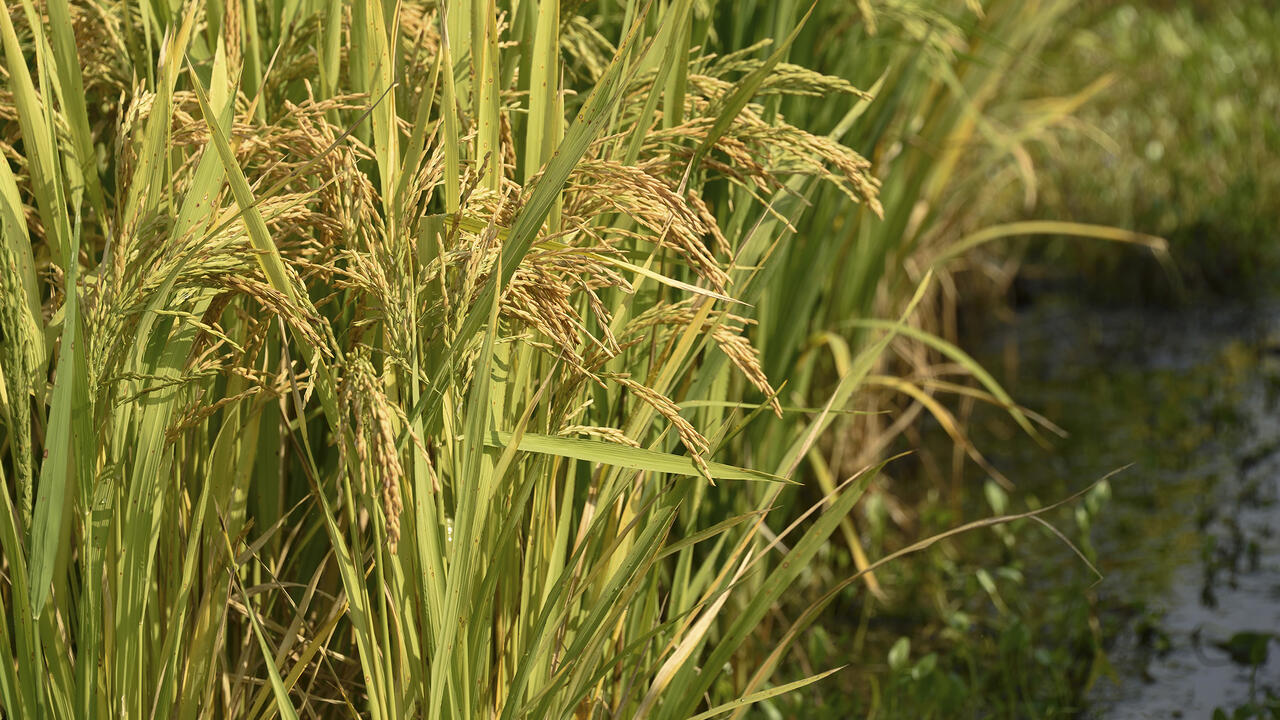Close-up photo of rice