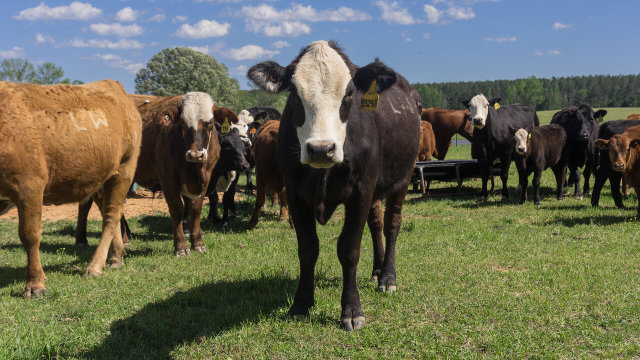 Several cows and calves stand in a pasture.