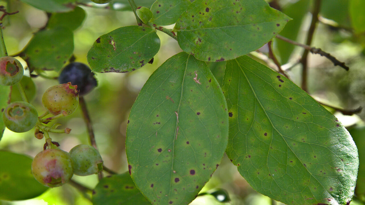 Green leaves are scattered with black spots.