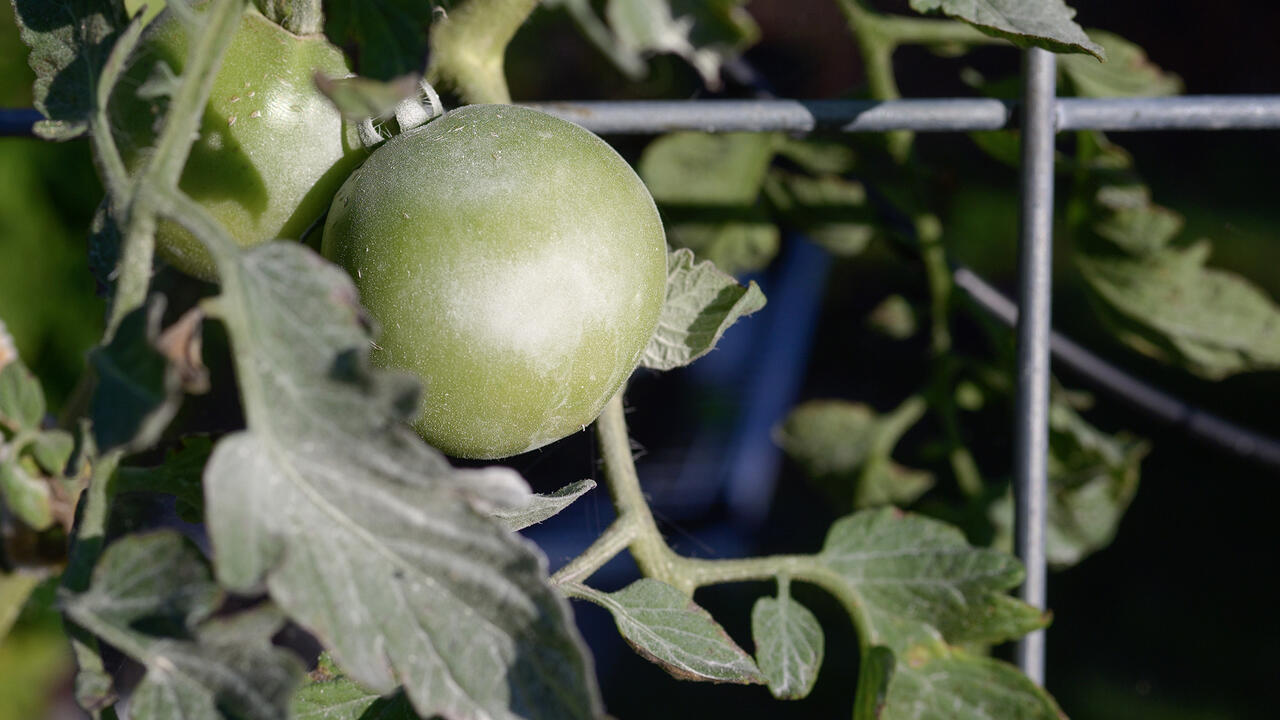 A green tomato on a bush is dusted lightly with powder.