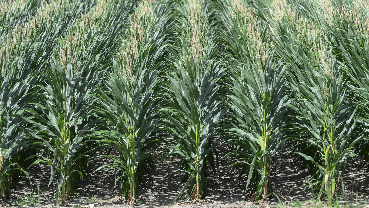Rows of corn in a field.