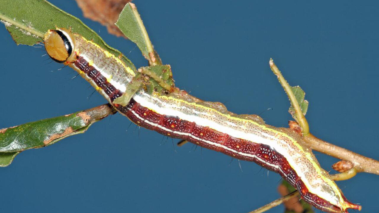 A closeup of a variable oakleaf caterpillar.
