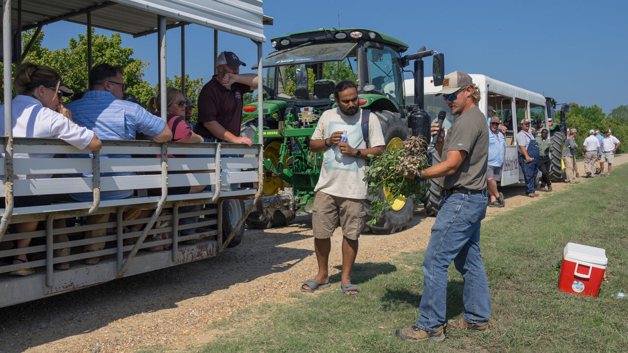 A peanut agronomist shows a group of people a disease-infested peanut plant.