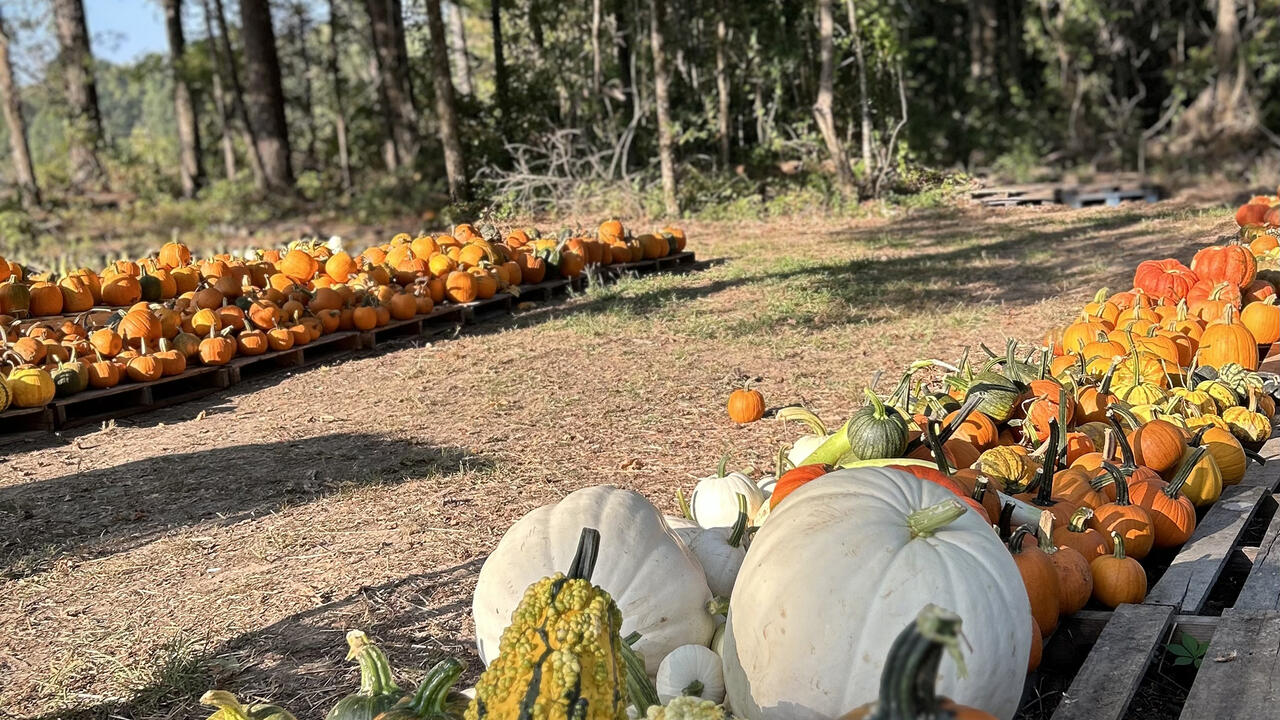 Pumpkin patch
