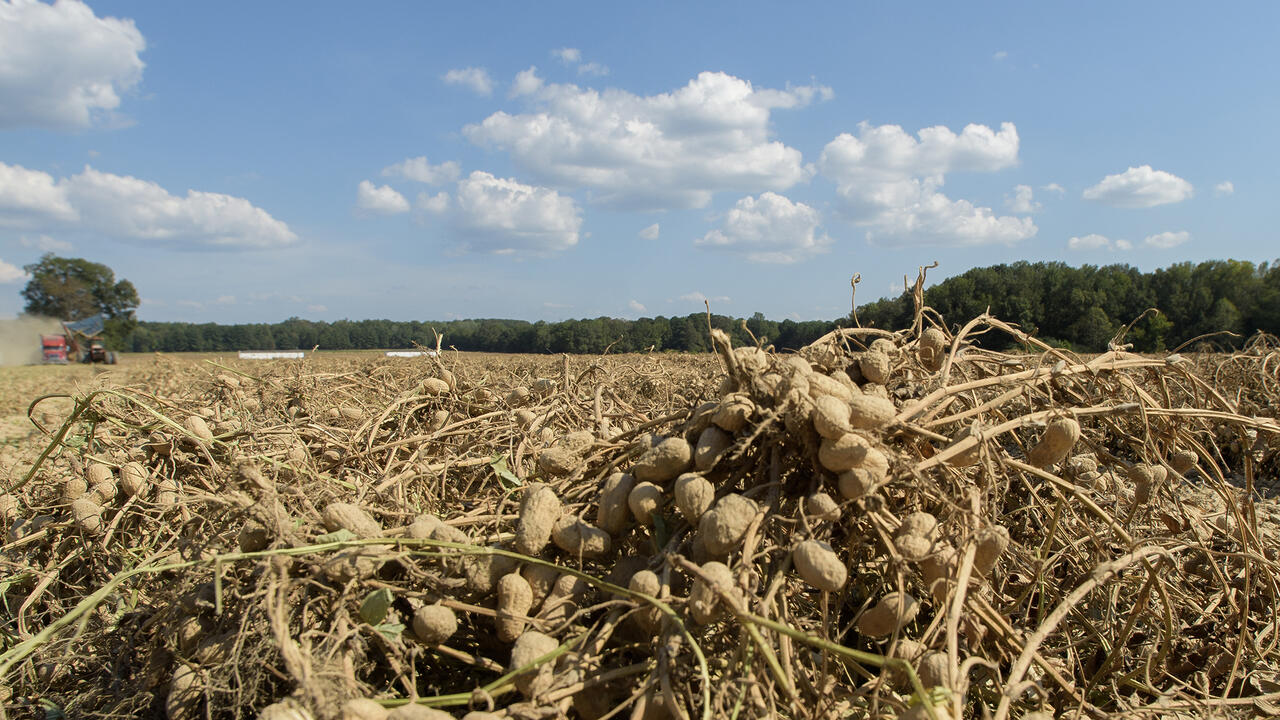 Harvested peanuts rest on the vine in the field after harvest.